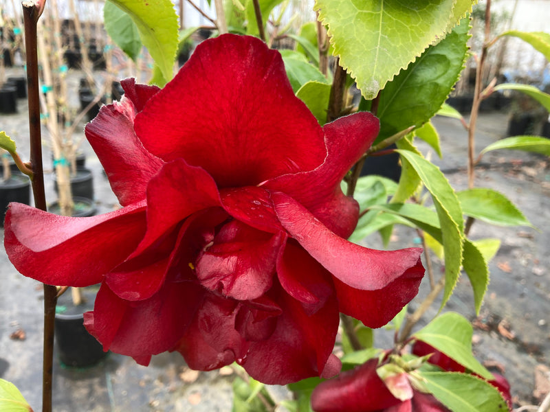 Camellia japonica 'Black Magic' Red Flowering Camellia