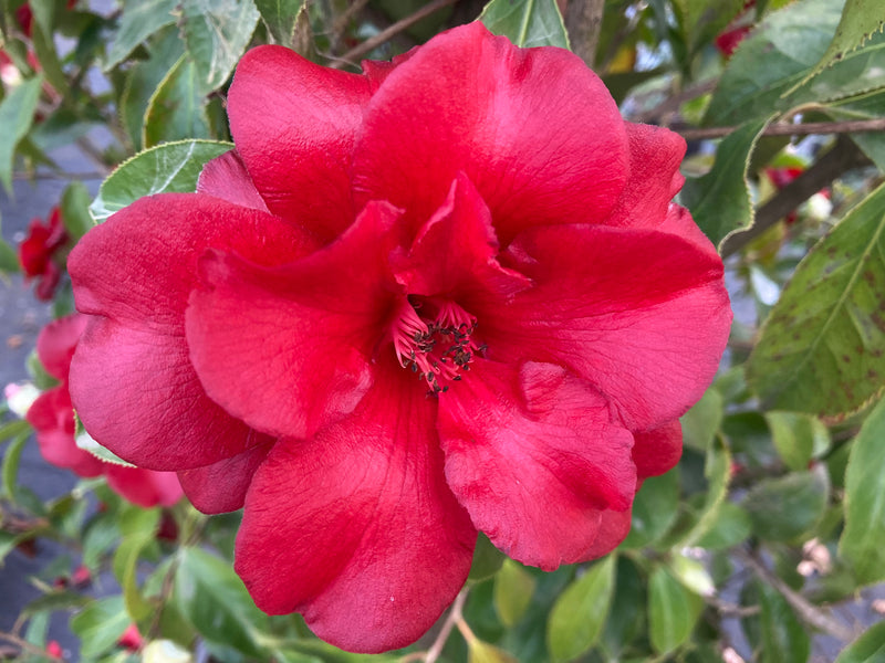Camellia japonica 'Black Magic' Red Flowering Camellia
