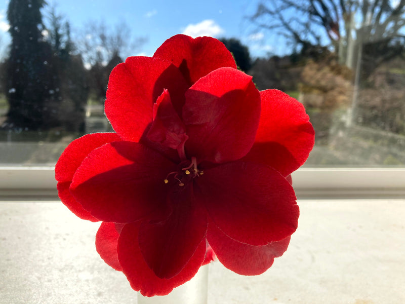 Camellia japonica 'Black Magic' Red Flowering Camellia
