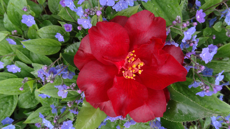 Camellia japonica 'Black Magic' Red Flowering Camellia