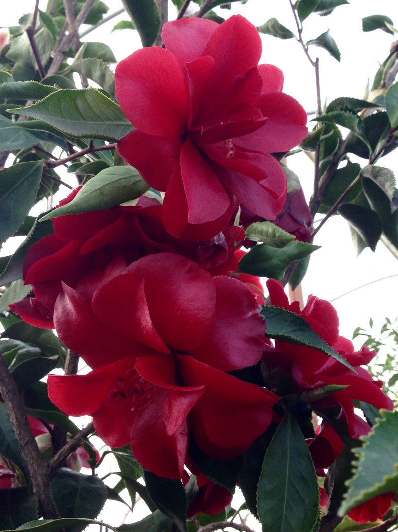 Camellia japonica 'Black Magic' Red Flowering Camellia