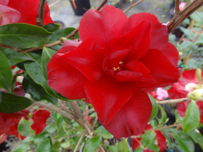 Camellia japonica 'Black Magic' Red Flowering Camellia