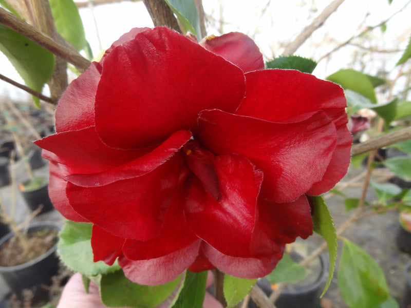 Camellia japonica 'Black Magic' Red Flowering Camellia
