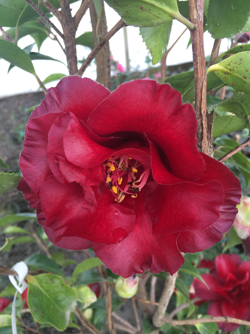 Camellia japonica 'Black Magic' Red Flowering Camellia