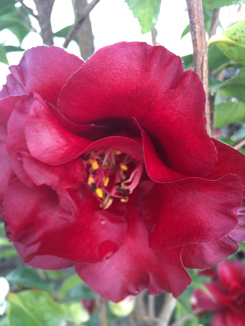 Camellia japonica 'Black Magic' Red Flowering Camellia