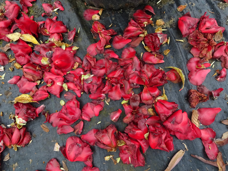 Camellia japonica 'Black Magic' Red Flowering Camellia