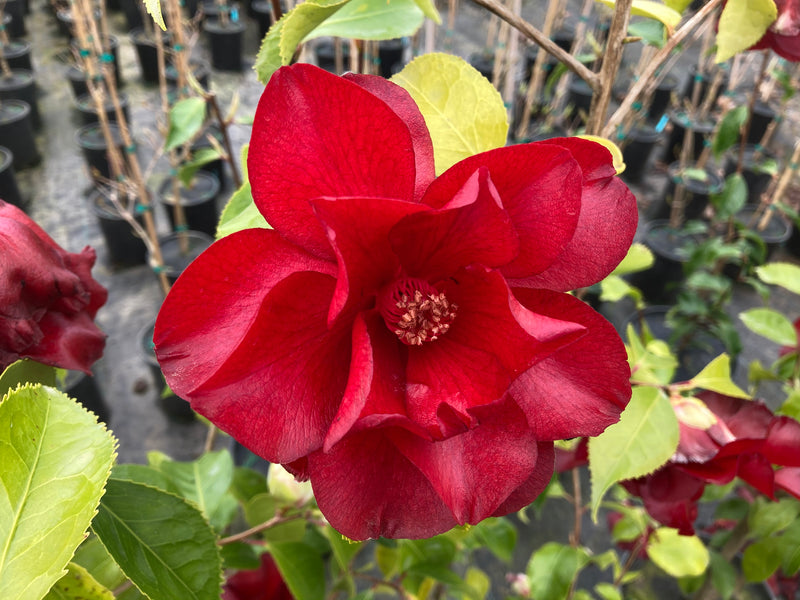 Camellia japonica 'Black Magic' Red Flowering Camellia