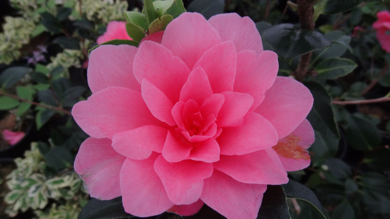 Camellia x williamsii 'Water Lily' Camellia Water Lily