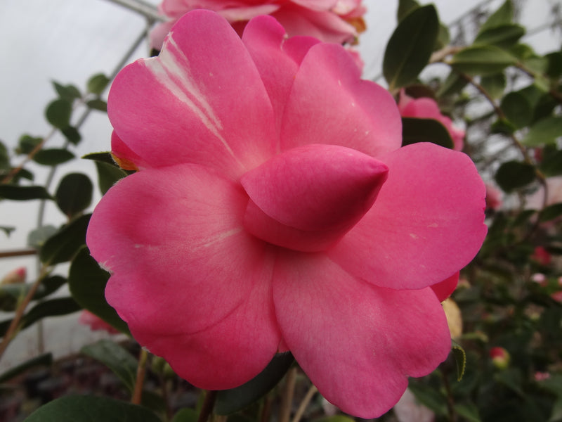Camellia x williamsii 'Water Lily' Camellia Water Lily