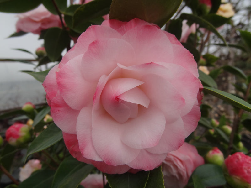 Camellia x williamsii 'Water Lily' Camellia Water Lily
