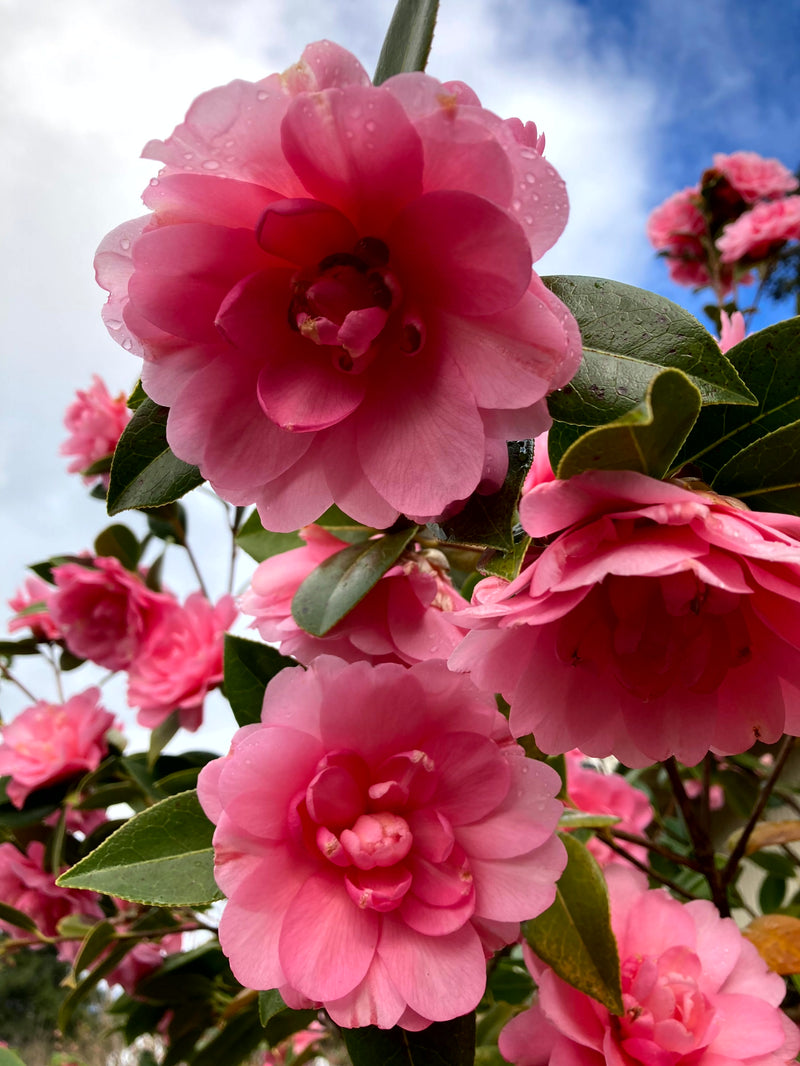 Camellia x williamsii 'Water Lily' Camellia Water Lily