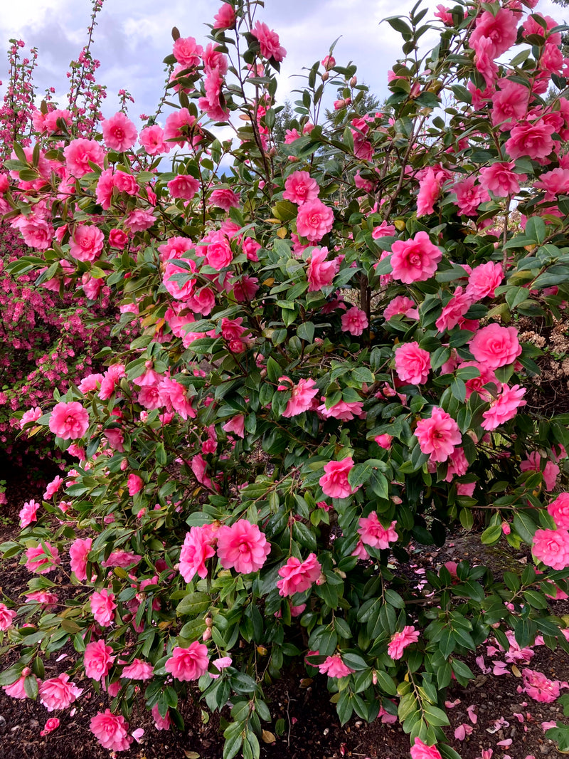 Camellia x williamsii 'Water Lily' Camellia Water Lily