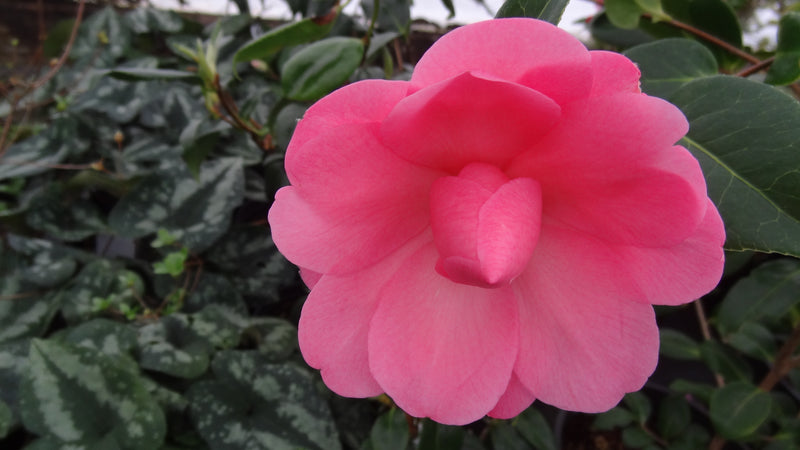 Camellia x williamsii 'Water Lily' Camellia Water Lily