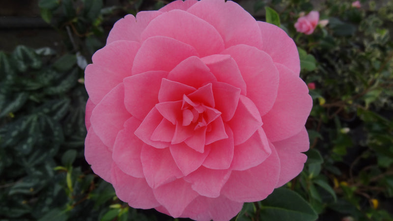Camellia x williamsii 'Water Lily' Camellia Water Lily