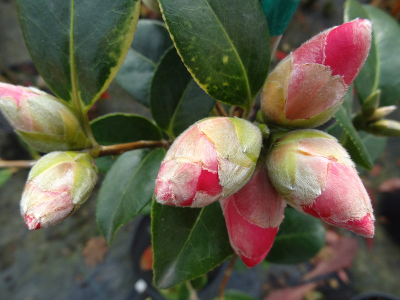Camellia x williamsii 'Water Lily' Camellia Water Lily