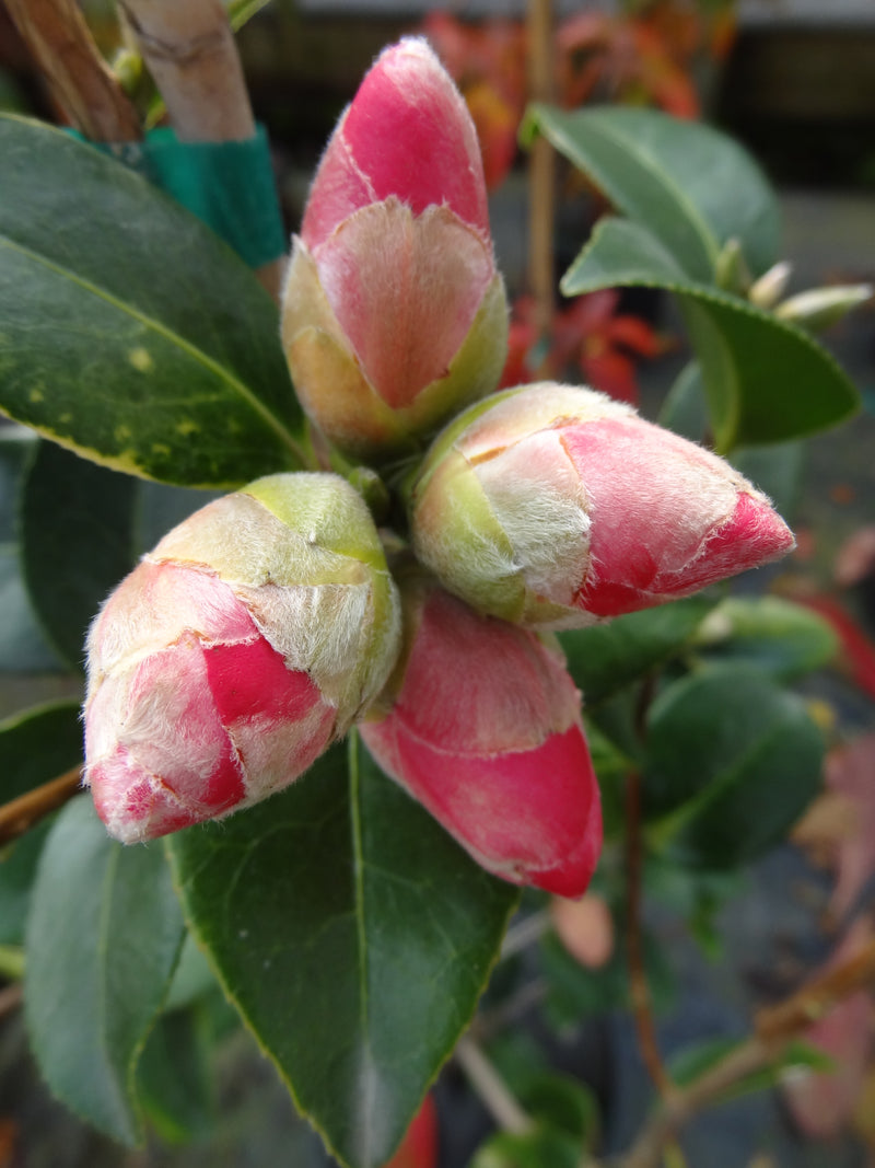 Camellia x williamsii 'Water Lily' Camellia Water Lily