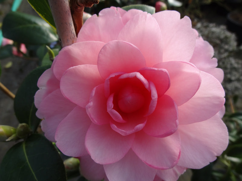 Camellia x williamsii 'Water Lily' Camellia Water Lily