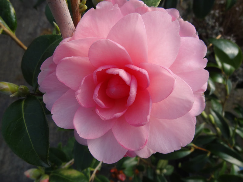 Camellia x williamsii 'Water Lily' Camellia Water Lily