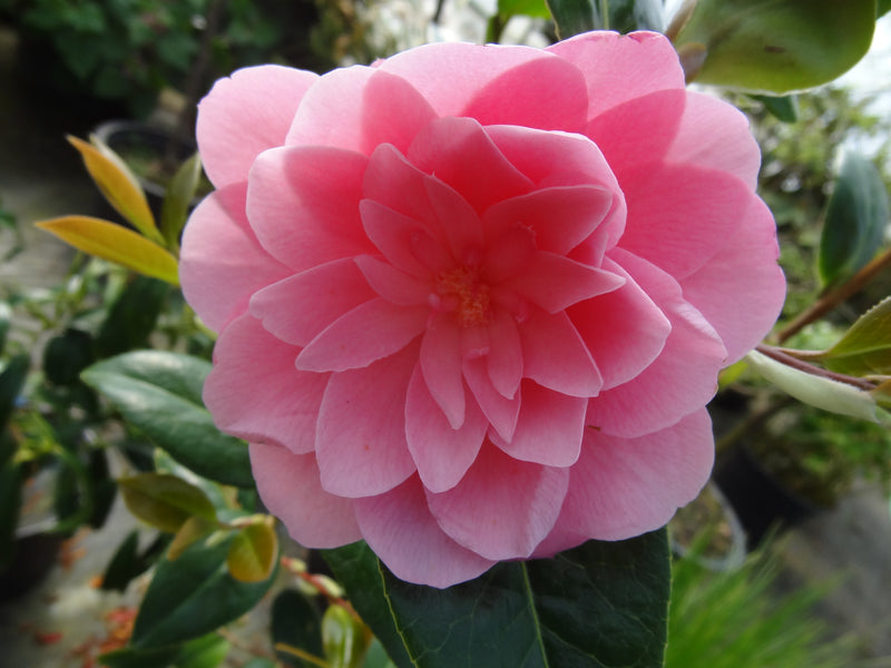 Camellia x williamsii 'Water Lily' Camellia Water Lily