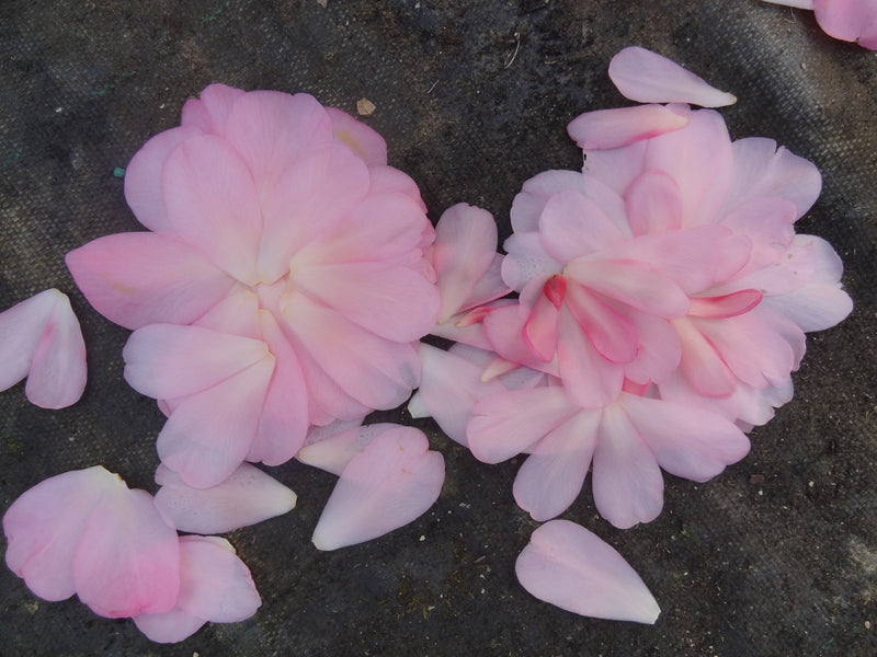 Camellia x williamsii 'Water Lily' Camellia Water Lily