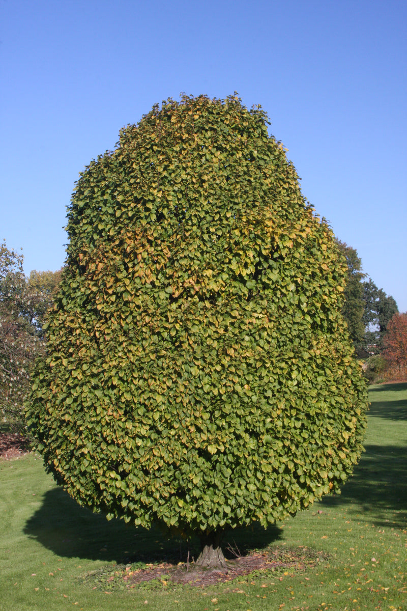 Carpinus betulus 'Columnaris Nana’ Dwarf European Hornbeam