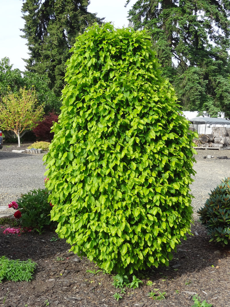Carpinus betulus 'Columnaris Nana’ Dwarf European Hornbeam