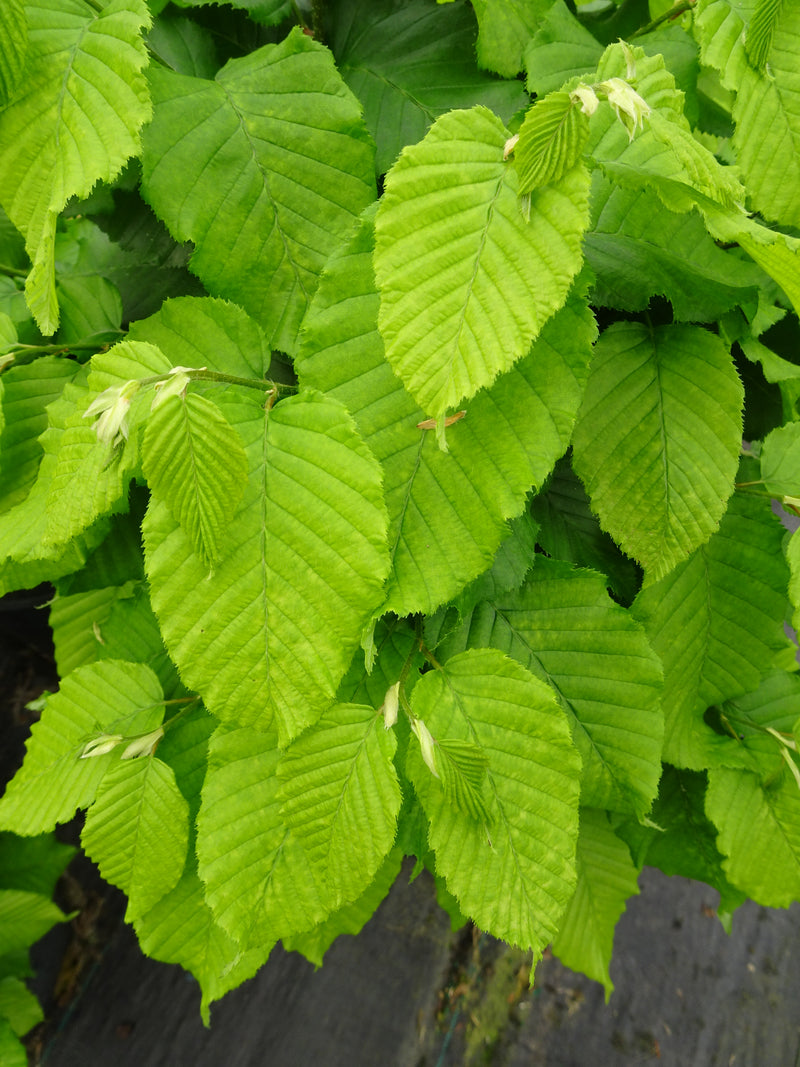Carpinus betulus 'Columnaris Nana’ Dwarf European Hornbeam