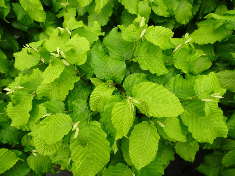 Carpinus betulus 'Columnaris Nana’ Dwarf European Hornbeam
