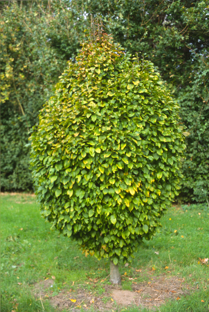 Carpinus betulus 'Columnaris Nana’ Dwarf European Hornbeam