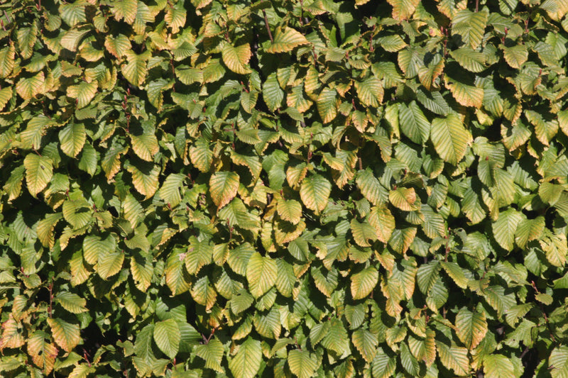 Carpinus betulus 'Columnaris Nana’ Dwarf European Hornbeam