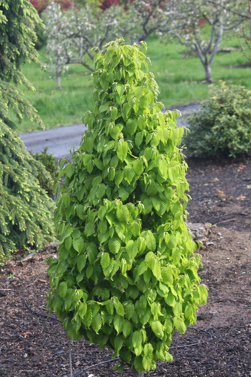 Carpinus betulus 'Columnaris Nana’ Dwarf European Hornbeam