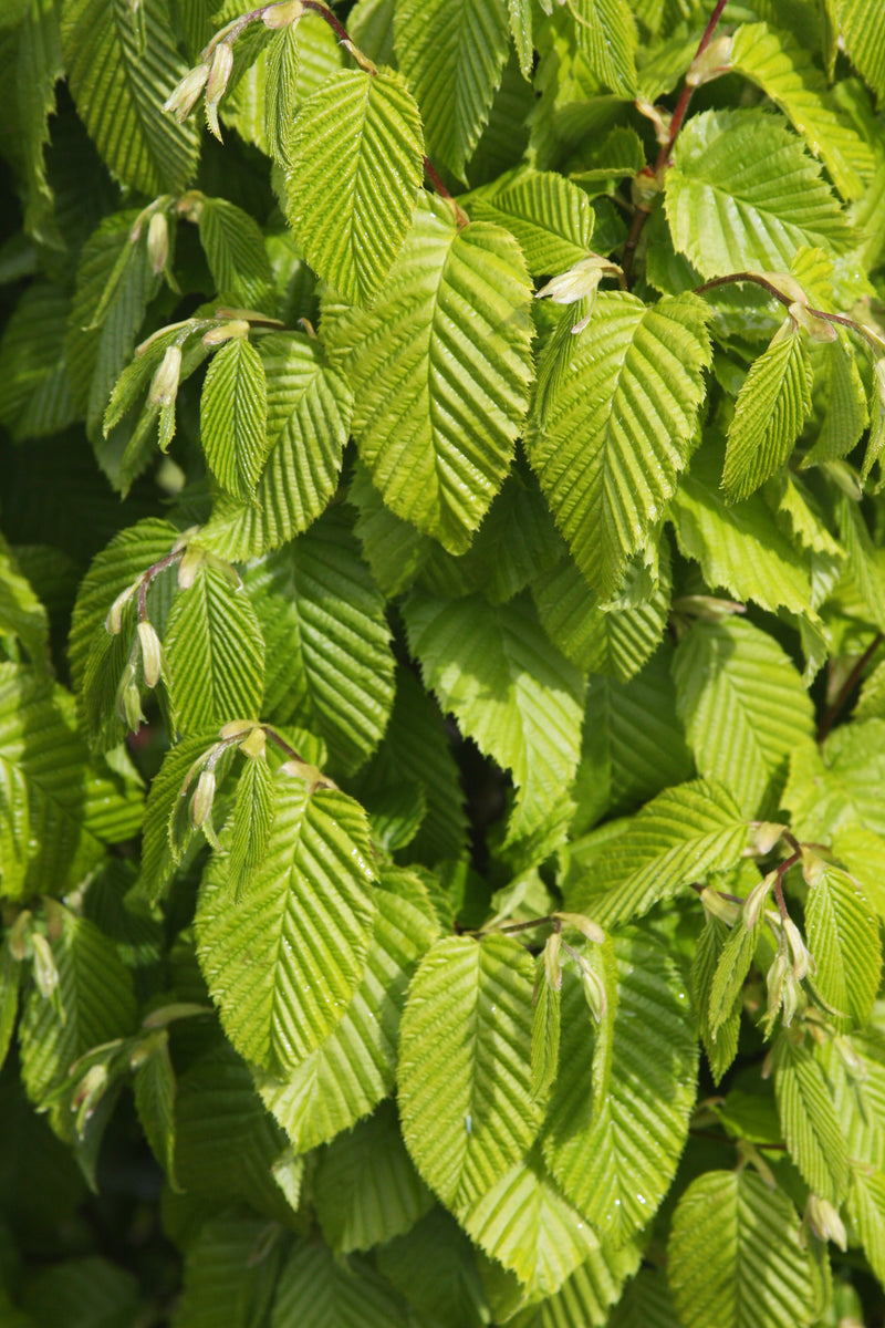 Carpinus betulus 'Columnaris Nana’ Dwarf European Hornbeam