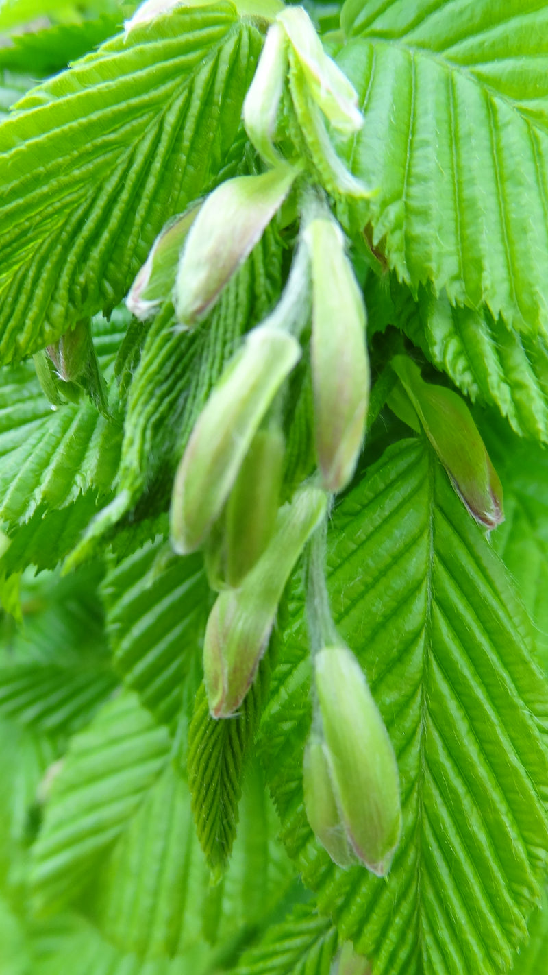 Carpinus betulus 'Columnaris Nana’ Dwarf European Hornbeam