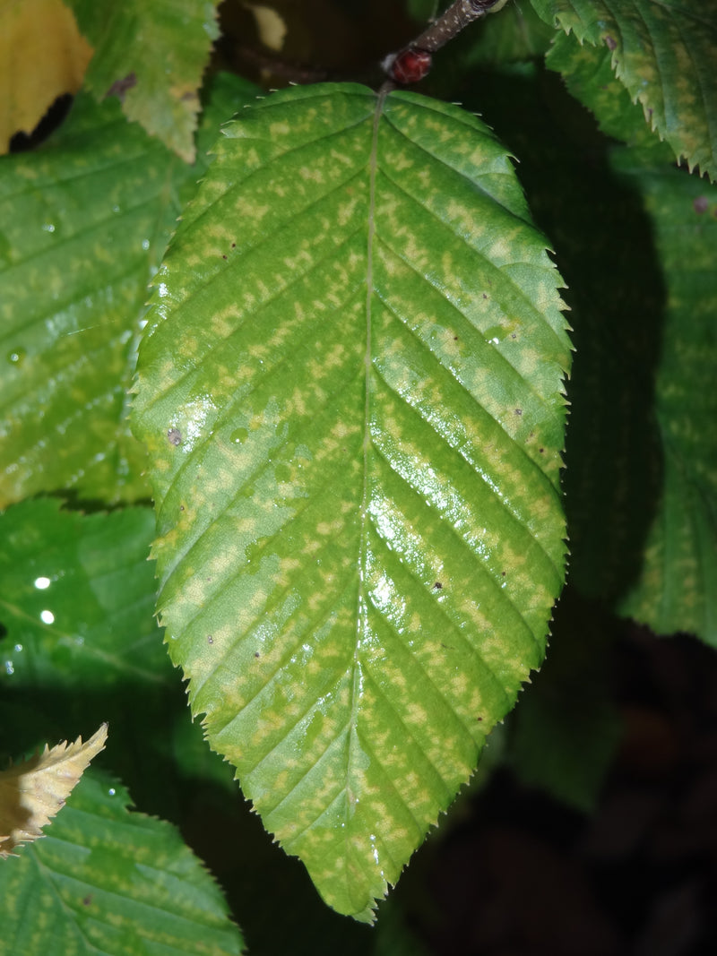 Carpinus betulus 'Columnaris Nana’ Dwarf European Hornbeam