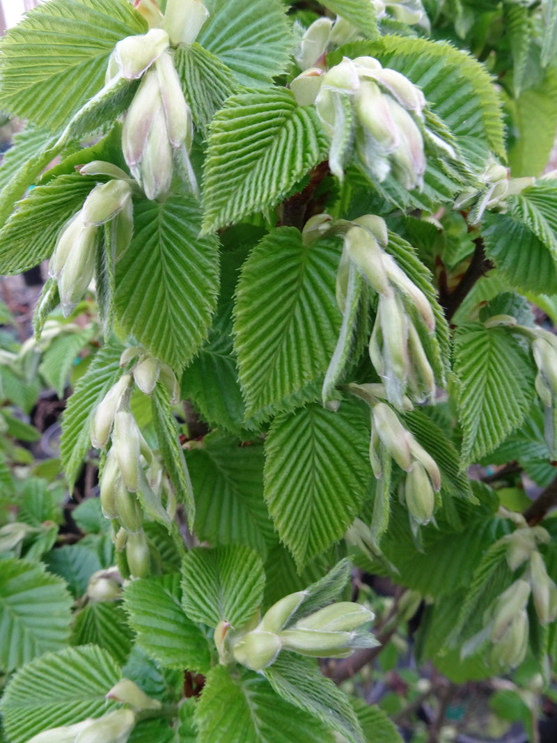 Carpinus betulus 'Columnaris Nana’ Dwarf European Hornbeam