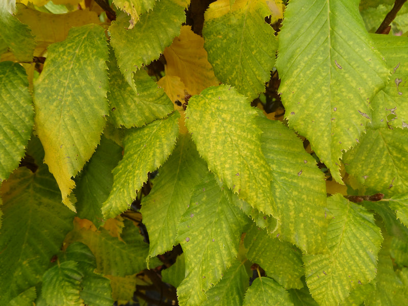 Carpinus betulus 'Columnaris Nana’ Dwarf European Hornbeam
