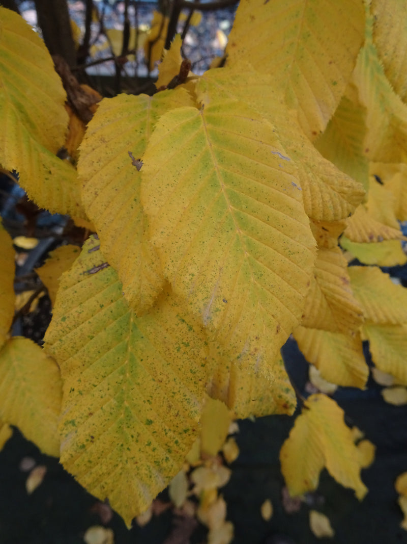 Carpinus betulus 'Columnaris Nana’ Dwarf European Hornbeam