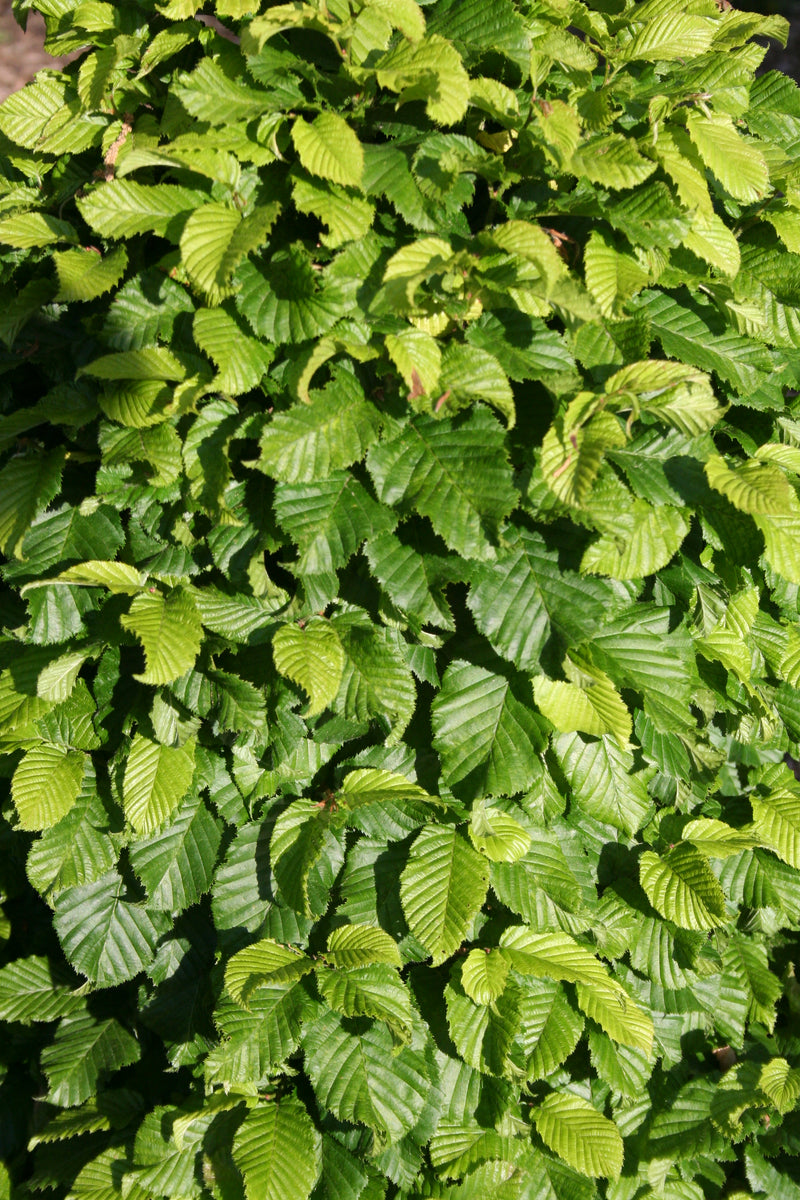 Carpinus betulus 'Columnaris Nana’ Dwarf European Hornbeam