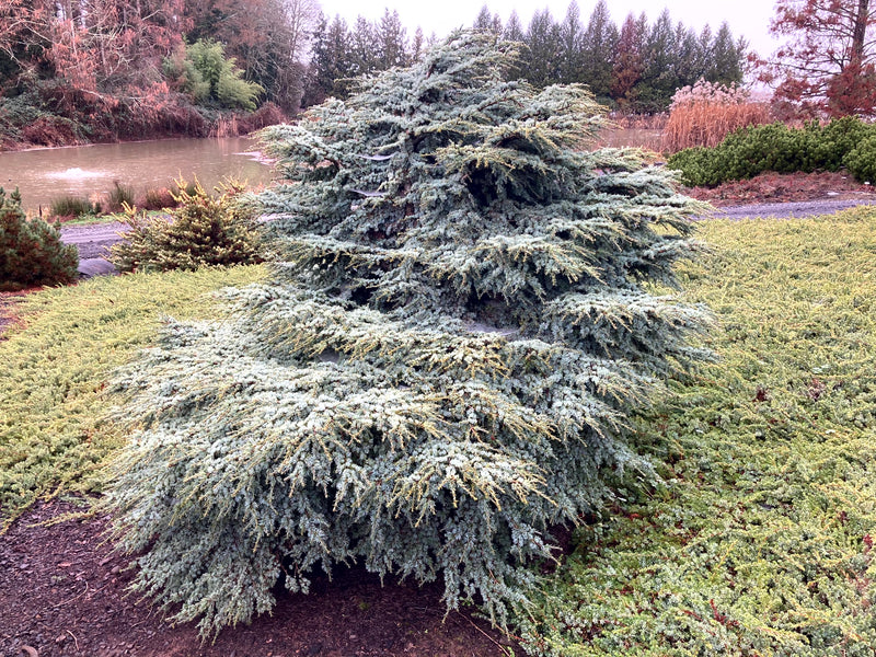 Cedrus atlantica 'Blue Haze' Blue Haze Atlas Cedar