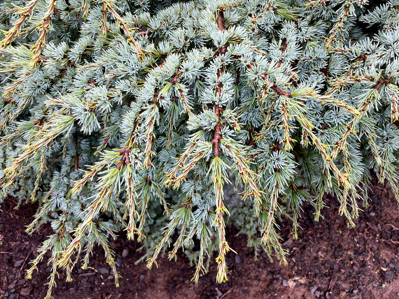 Cedrus atlantica 'Blue Haze' Blue Haze Atlas Cedar