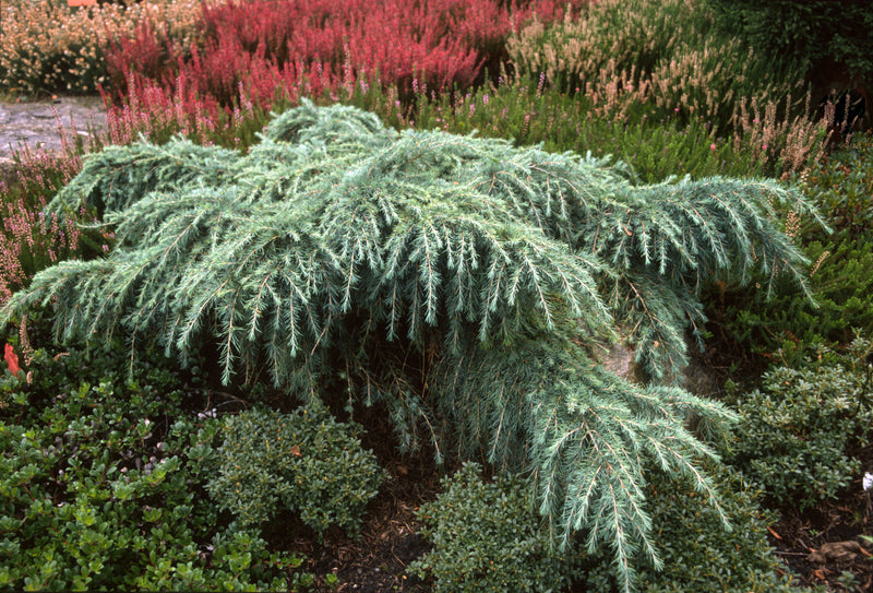 Cedrus deodara 'Feelin Blue' Blue Himalayan Cedar