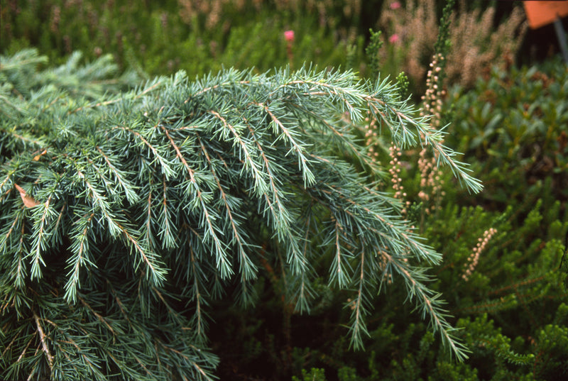 Cedrus deodara 'Feelin Blue' Blue Himalayan Cedar