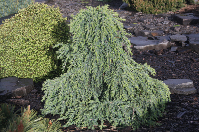 Cedrus deodara 'Feelin Blue' Blue Himalayan Cedar