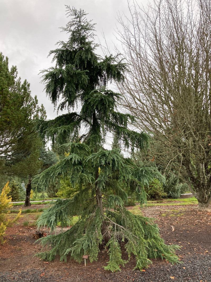 Cedrus deodara 'Feelin Blue' Blue Himalayan Cedar