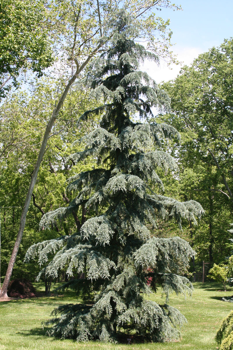 Cedrus deodara 'Karl Fuchs' Narrow Deodara Cedar
