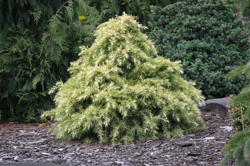Cedrus deodara 'Silver Mist' Himalayan Cedar