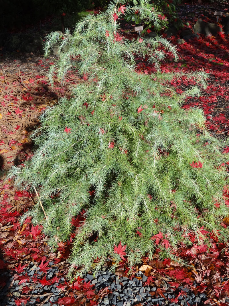 Cedrus deodara 'Silver Mist' Himalayan Cedar