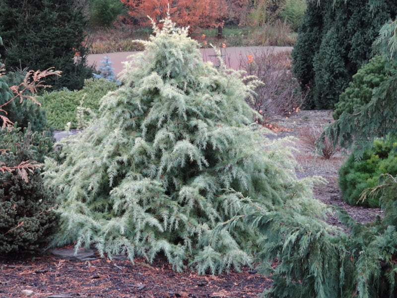 Cedrus deodara 'Silver Mist' Himalayan Cedar