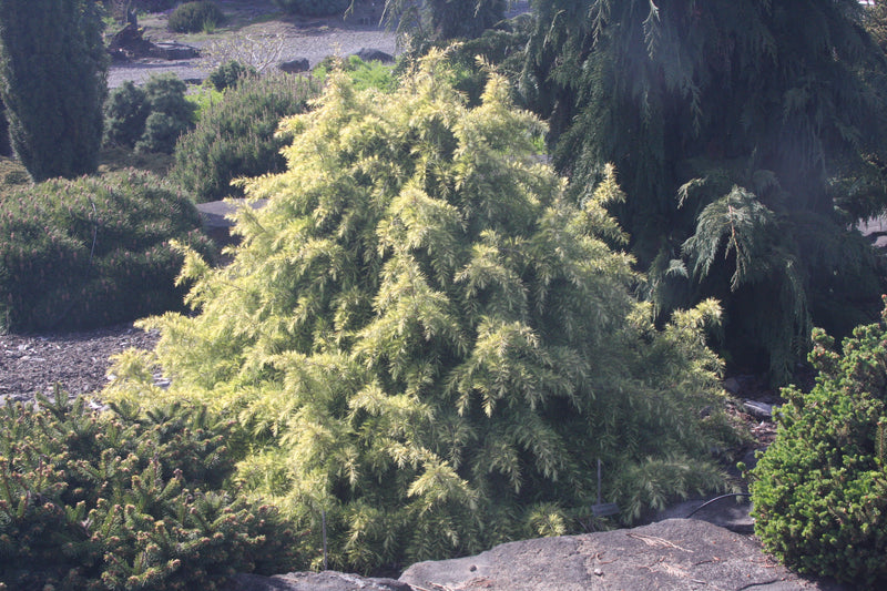 Cedrus deodara 'Silver Mist' Himalayan Cedar