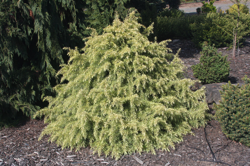 Cedrus deodara 'Silver Mist' Himalayan Cedar